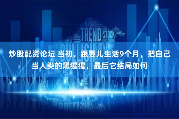 炒股配资论坛 当初，跟婴儿生活9个月，把自己当人类的黑猩猩，最后它结局如何